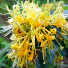 Chinese Honeysuckle 30 Seeds Fresh Garden