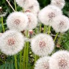 Dandelion 500 Seeds Fresh Garden