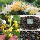 Chinese Honeysuckle 50 Seeds Fresh Garden
