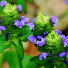 Self Heal 50 Seeds Fresh Garden