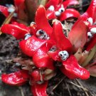 Myoga Ginger 100 Seeds Fresh Garden