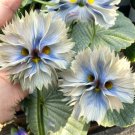 50 Big Face Flower Seeds White Fresh Garden