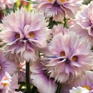 50 Big Face Flower Seeds Purple Fresh Garden