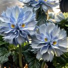50 Big Face Flower Seeds Blue Fresh Garden