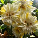 20 Big Face Flower Seeds Yellow Fresh Garden