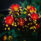 Ice Fire Bird Rose 50 Seeds Fresh Garden