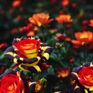 Ice Fire Bird Rose 100 Seeds Fresh Garden