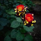 Ice Fire Bird Rose 200 Seeds Fresh Garden