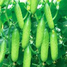60 Seeds Hanging Beauty Tangshans Autumn Cucumber Fresh Garden