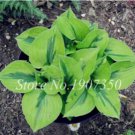 120 Hosta Seeds Perfect Color 15 Perennials Plantain Lily Flower Ground Cover Plant Fresh Garden