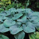 110Pcs/Pack Hosta Plants Seeds Ornamental Big Bonsai Plantain Lily Flowers Type 8 Fresh Garden