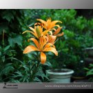50 Seeds Lilium Lily Flower Fragrant Perennial Flower O Fresh Garden