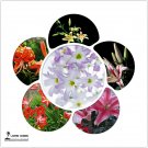 50 Seeds Lilium Lily Flower Fragrant Perennial Flower W Fresh Garden