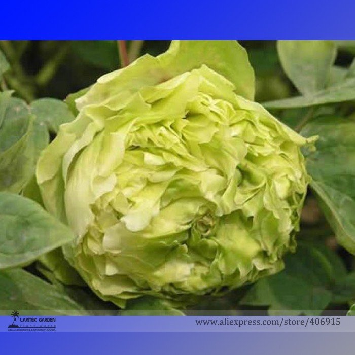 Rare Dou Lv Green Peony Tree Flower 5 Seeds Strong Fragrant Flowers ...