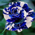 50Pcs Blue Dragon Rose Seeds Perennial Authentic Seeds Fresh Garden