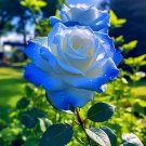 Crushed Ice Blue Rose 100 Seeds Fresh Garden