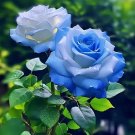 150 Seeds Crushed Ice Blue Rose Fresh Garden
