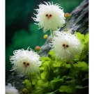 100 Amazing Purple Tiger Face Flower Seeds Fresh Garden