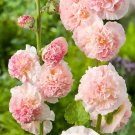 50 Seeds Colorful Double Hollyhock Peach Fresh Garden