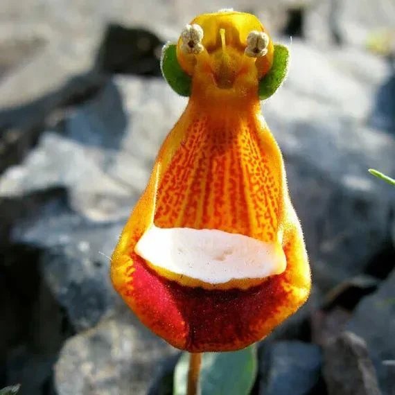 20 Seeds Happy Alien Calceolaria Uniflora Flower Seeds Plant Rare Fresh Garden