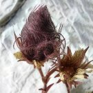 50 Seeds Prairie Smoke Modena Fresh Garden