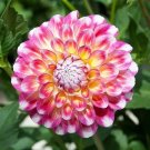 50 Seeds Hawaii Dahlia Seeds Fresh Garden