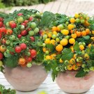 50 Seeds Mixed Red Yellow Bonsai Cherry Tomato Fresh Garden