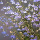 50 Seeds Lily Of The Valley Convallaria Majalis Purple Fresh Garden