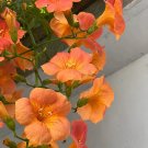 50 Seeds Campsis Trumpet Flower Orange Fresh Garden