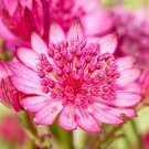 50 Seeds Astrantiacerise Button Fresh Garden