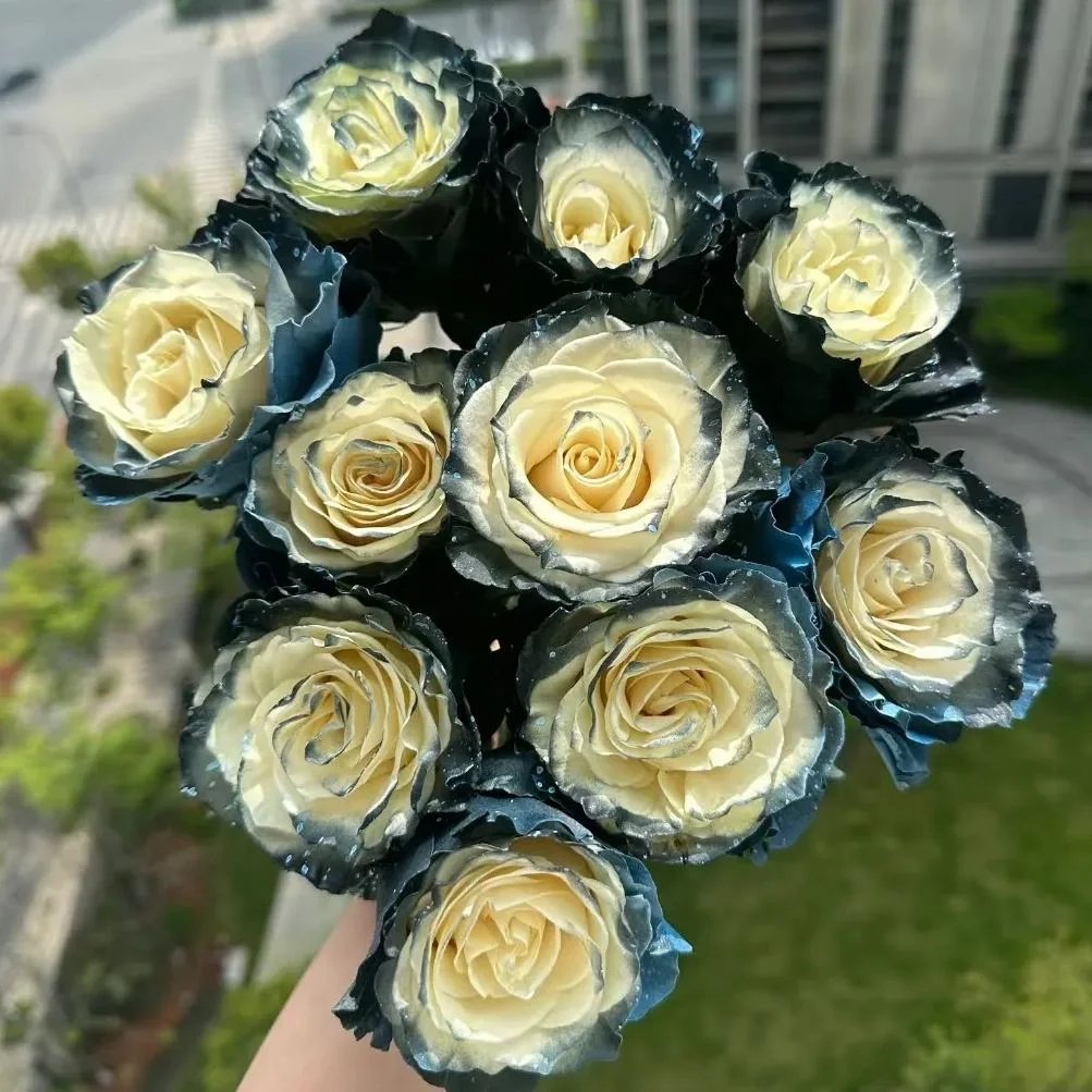 50 Seeds Ecuadorian Rose Galaxy Fresh Garden