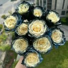 50 Seeds Ecuadorian Rose Galaxy Fresh Garden