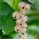50 Seeds Gooseberry Ribes Uvacrispa White Fresh Garden