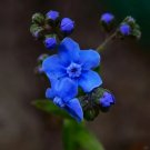 50 Seeds Chinese Forgetmenot Fresh Garden