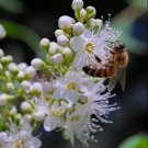 50 Seeds Sorbaria Sorbifolia White Fresh Garden