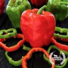 250 Mg Packet Pepper Seeds Sweet Cal Wonder Organic Fresh Garden