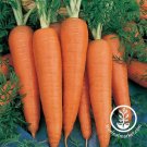 5G Pkg (3X4) Carrot Seeds Danvers 126 Fresh Garden