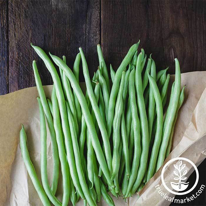 18G Pkg (3X4) Bean Seeds Bush Blue Lake Bush 274 Fresh Garden