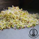 4 G Packet Radish Seeds Sprouting Daikon Minowase Organic Fresh Garden