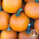 8G Pkg (3X4) Pumpkin Seeds Sugar Pie Fresh Garden