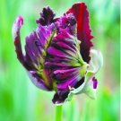 200Pcs Tulip Seed Tulip Flower Beautiful Tulipanes Flower Plant For Plants Flower Symbolizes Love