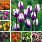 100Pcs Tulip Seeds Purple White Flowers
