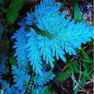 100Pcs Japanese Rare Creeper Boston Fern Plant Vines Climbing Plants Ornamental Bonsai Plant T1 Fres