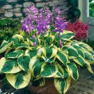 5 Cordyline Fruticosa Plant Seeds Fresh Seeds Garden
