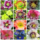 100Pcs Schlumbergera Flores Christmas Cactus Plant Seeds Fresh Seeds Garden