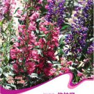 50Pcs Bougainvillea Seeds Colorful Bougainvillea Spectabilis Willd Plant Fresh Seeds Garden