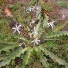 10 Seeds Chlorogalum Pomeridianum Wavyleaf Soap Plant Amole Lily Fresh Seeds Garden