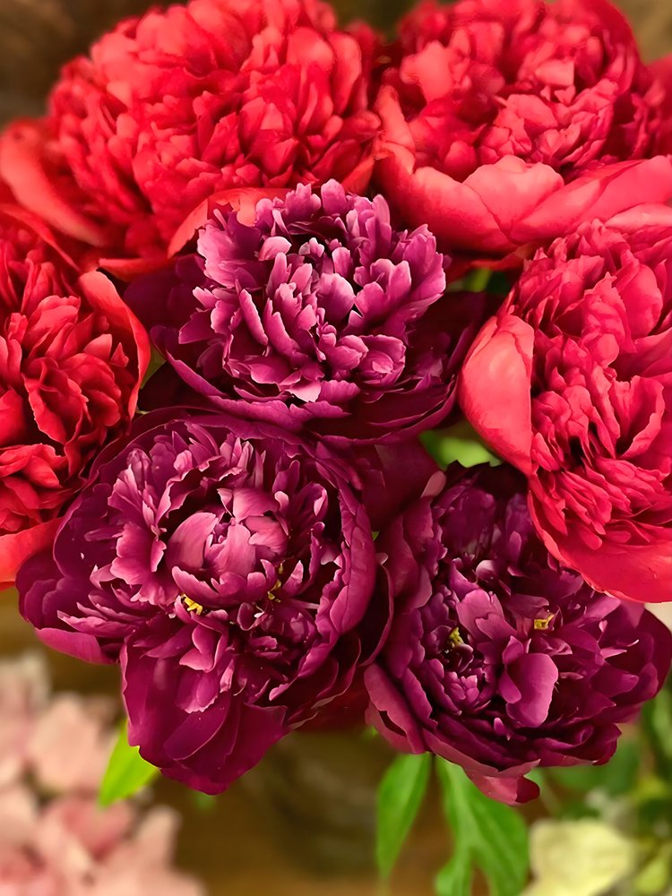 20 Seeds Damask Blend Peony Seeds Large Double Blooms In Red And Purple Mix Damask Series Fresh Seed