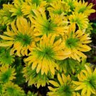 100 Seeds Chrysanthemumlike Yellow Coleus Seeds With Green Center Fresh Seeds