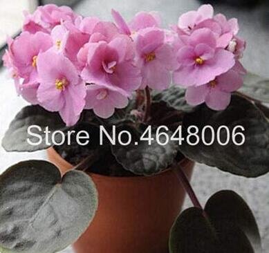 100Pcs Violet Seeds Fresh Seeds
